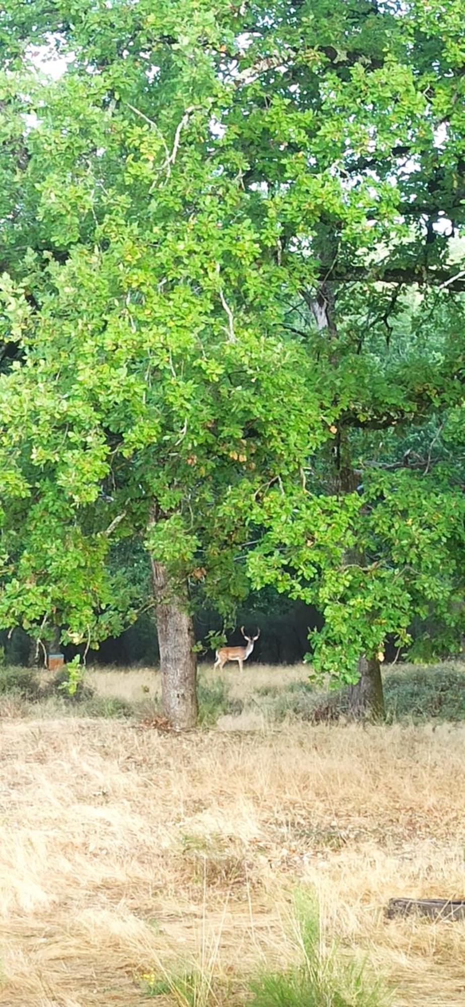 מלון Busque Eco Ceiba מראה חיצוני תמונה
